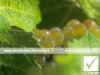 10_photosure_travel_vinyard_fruit_grapes_001h